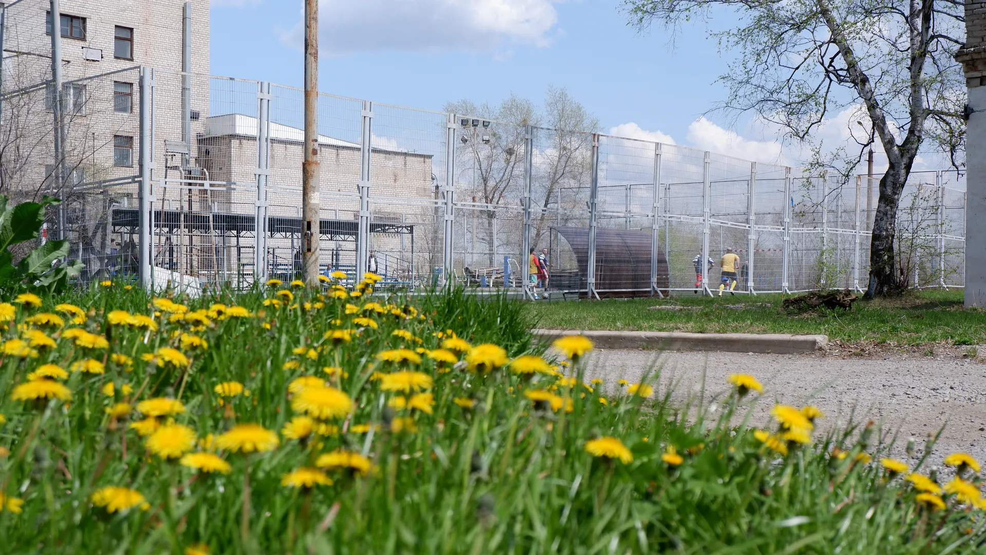 A green lawn dotted with small yellow flowers. Behind the lawn is a fenced tennis court where several people are active, with some buildings and trees visible in the background.