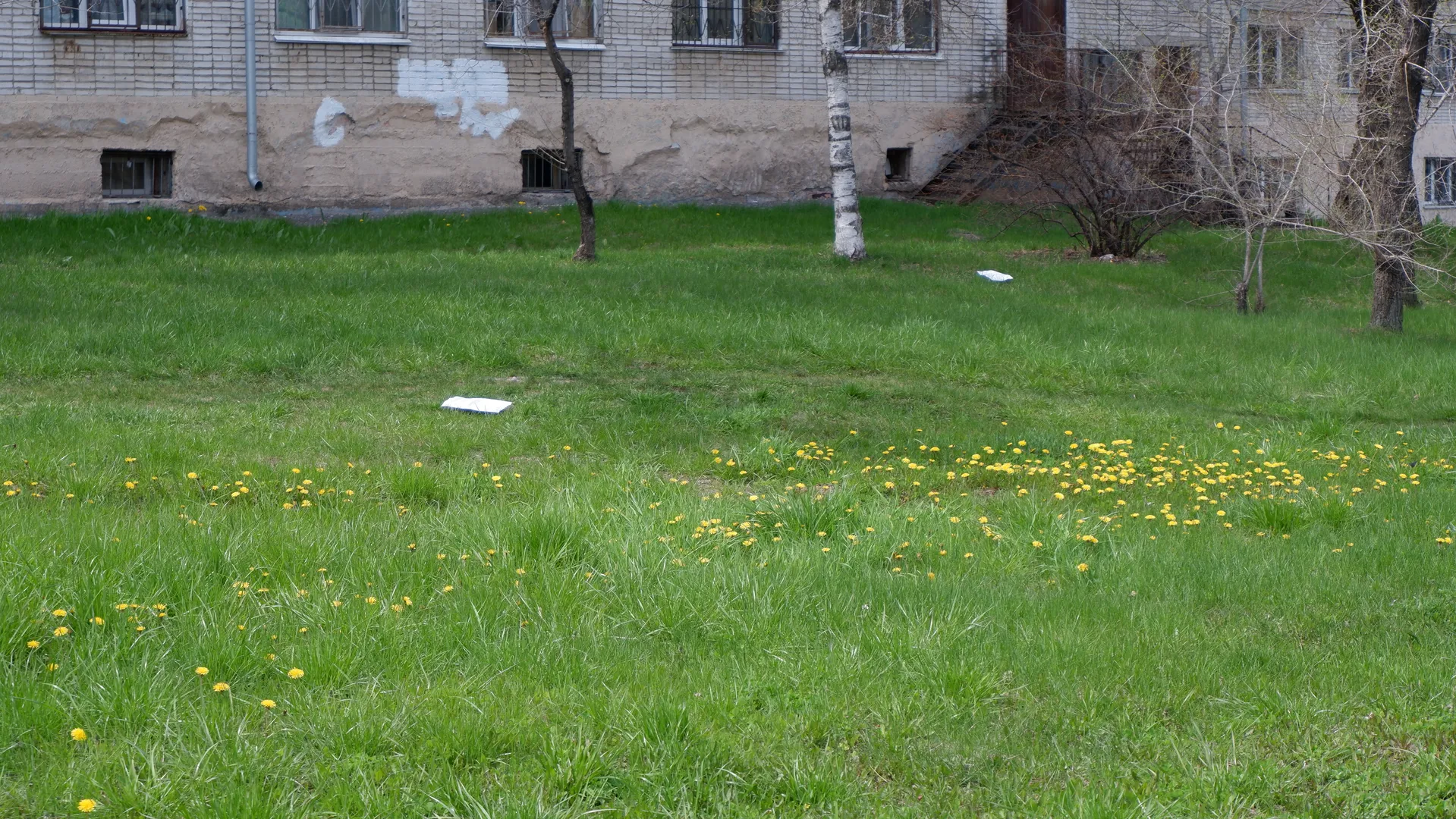 A green lawn dotted with small yellow flowers and scattered with a few trees. In the background stands a building with light-colored exterior walls, and there are two white objects on the grass, possibly paper or plastic bags.