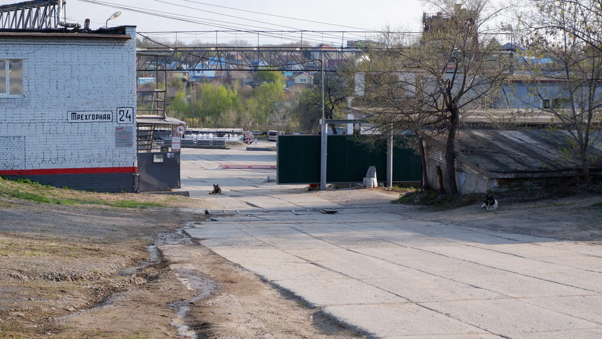 A road running through an industrial area, lined with buildings and fences on both sides. Two dogs are on the road, with more buildings and green plants in the background.