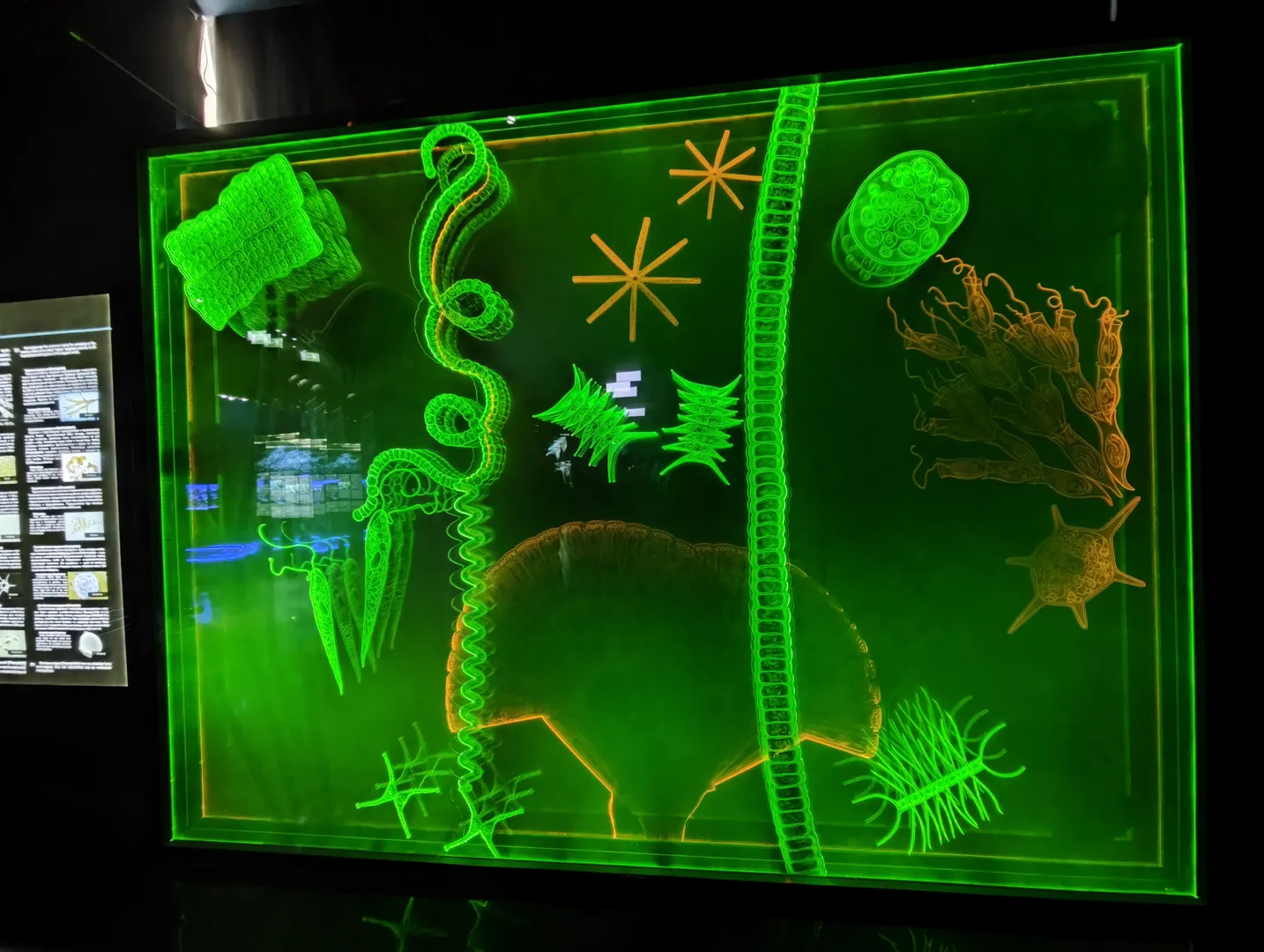 An illustrative diagram of various microbial structures against a fluorescent green background, including helical, star-shaped, and chain-like forms. Each structure is highlighted in a different color to create contrast.