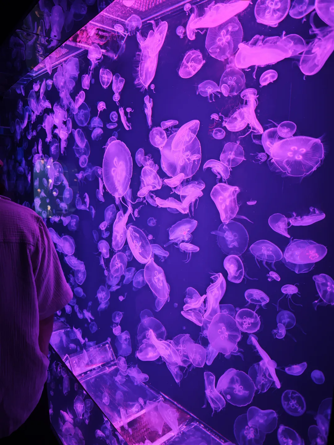Numerous purple jellyfish floating in the water inside an aquarium under purple-toned lighting, displaying various shapes and sizes. Part of a person wearing light-colored clothing is visible on the left, as the jellyfish move slowly through the water.