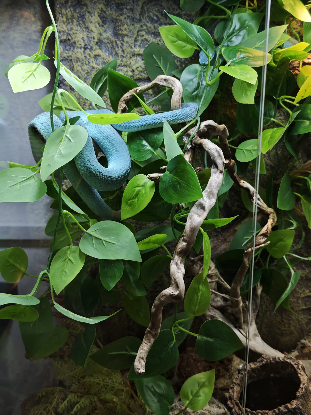 A blue snake coiled around green plants and dry branches, surrounded by dense leaves and wooden structures.