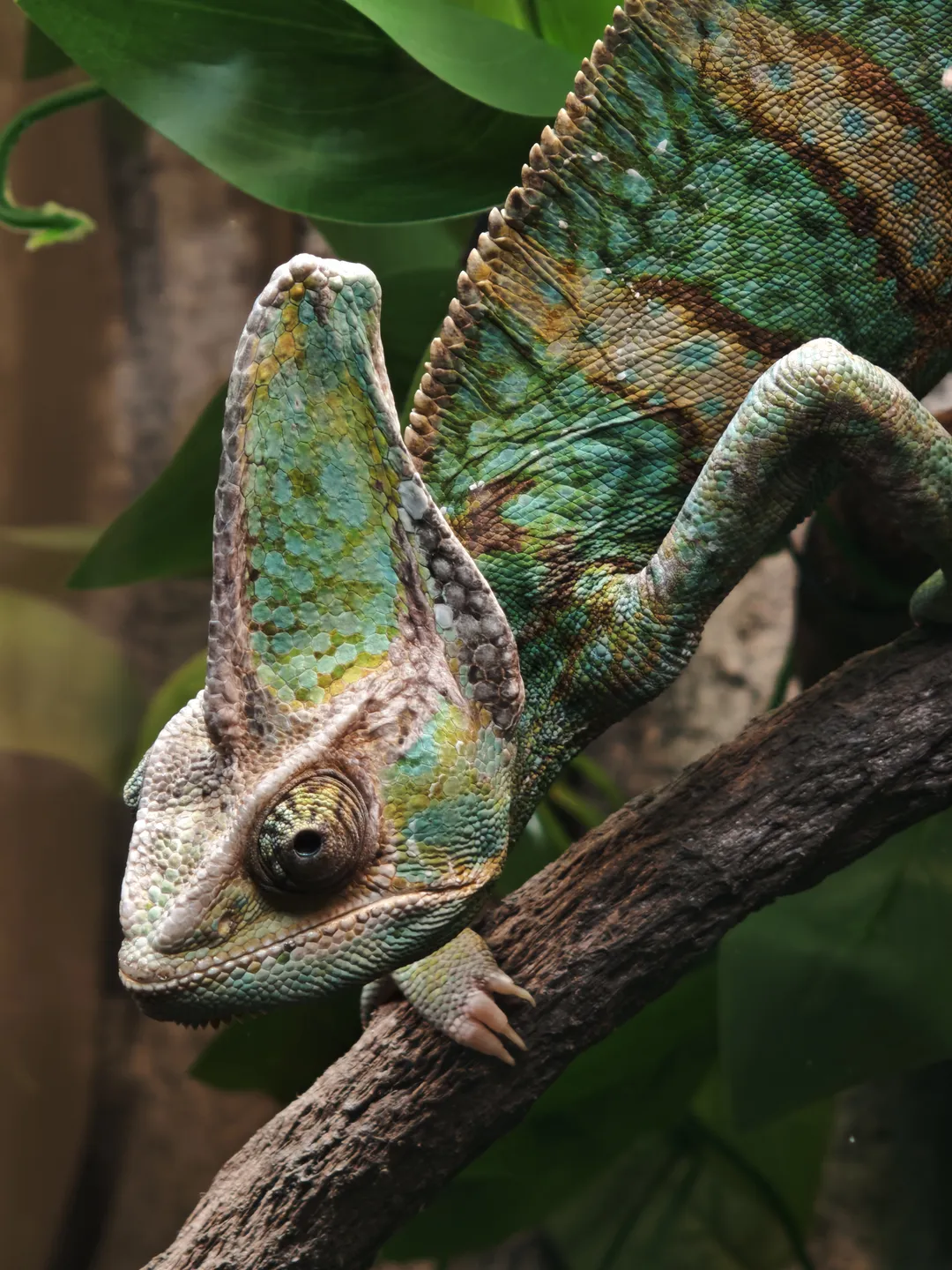 A colorful chameleon clinging to a tree branch, its body displaying blue-green tones. The chameleon features prominent eyes and sharp horn-like projections on top of its head, with green leaves in the background.