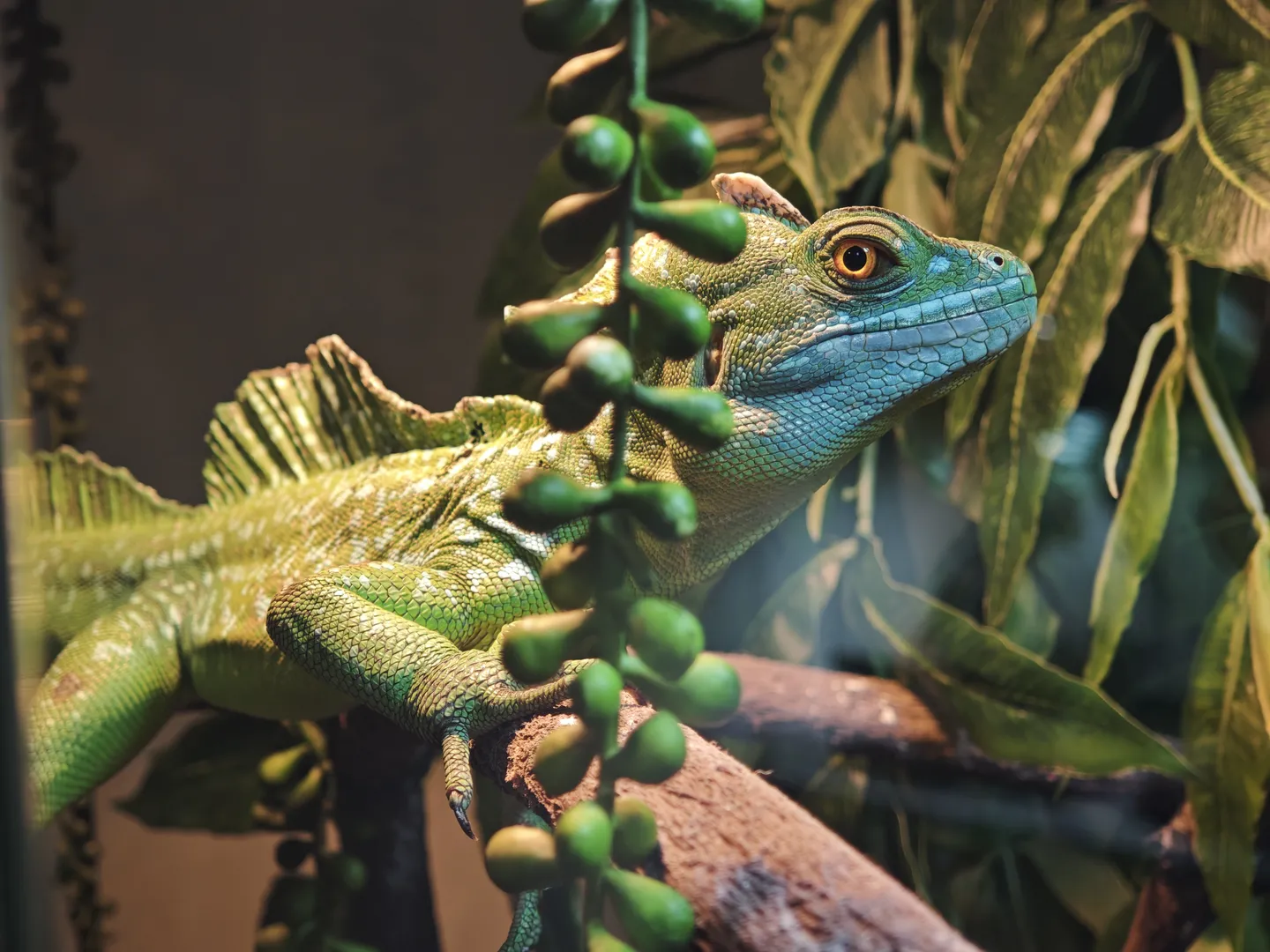 A green lizard perched on a tree branch, its body marked with blue and yellow patterns. The lizard has large, round eyes looking straight ahead, with green leaves and fruits in the background.