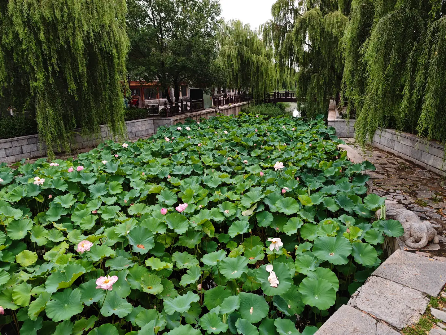 地安门外大街旁的荷塘 画面中心是一片茂密的荷塘,绿色的荷叶铺满水面,点缀着粉色和白色的荷花。荷塘两侧生长着高大的垂柳,绿色的枝条垂下,遮蔽了部分天空。远处可以看到石砌的河岸、木质栏杆以及一座拱形石桥,背景中有传统的建筑屋顶。