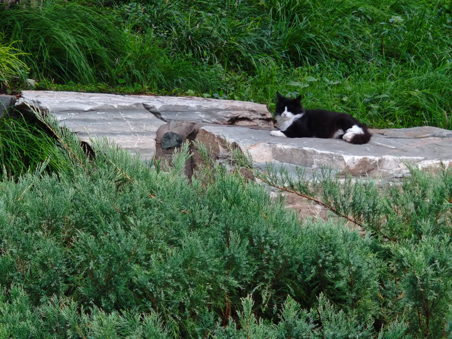 北海公园的猫 一只黑白相间的猫趴在一块灰色的扁平岩石上,身体蜷缩,目光看向左侧。猫的身后是茂密的绿色长草,形成了自然的背景。岩石前方生长着低矮的蓝绿色针叶灌木,遮挡了岩石的下半部分。